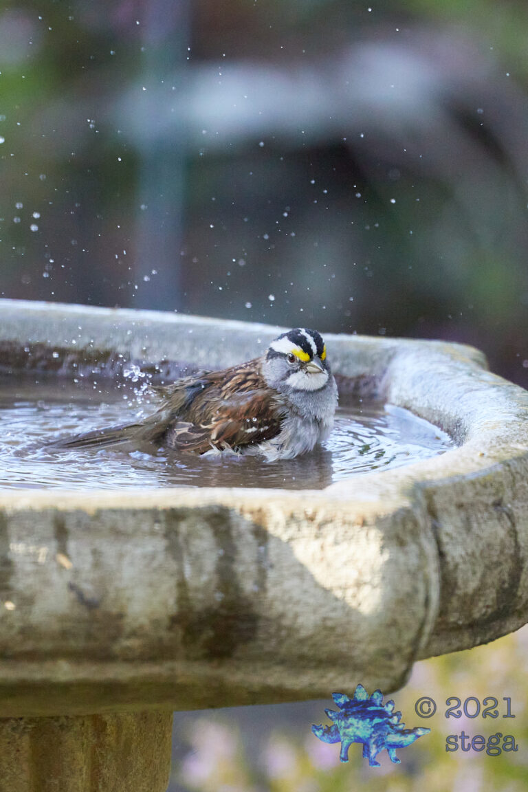 White-Throated Sparrow