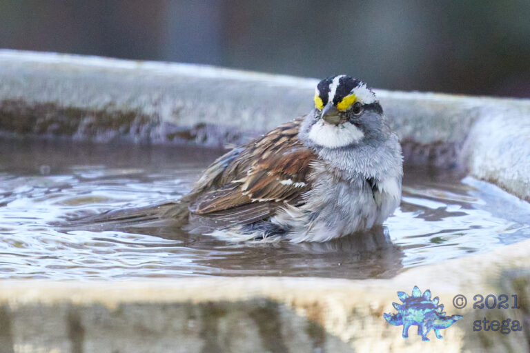 White-Throated Sparrow
