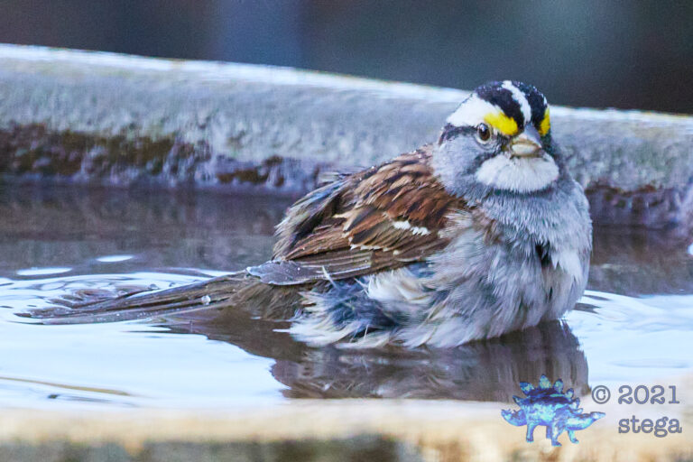 White-Throated Sparrow