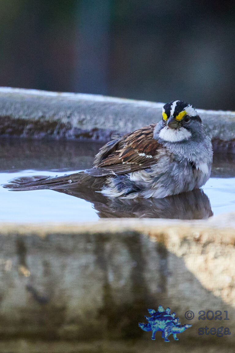White-Throated Sparrow