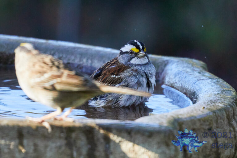 White-Throated Sparrow
