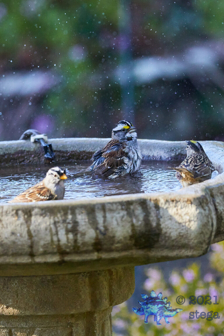 White-Throated Sparrow and Friends