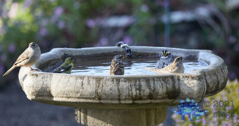 Sparrow Trifecta with a spare Goldfinch