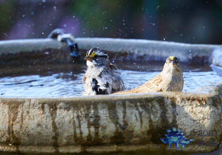 White-Throated Sparrow