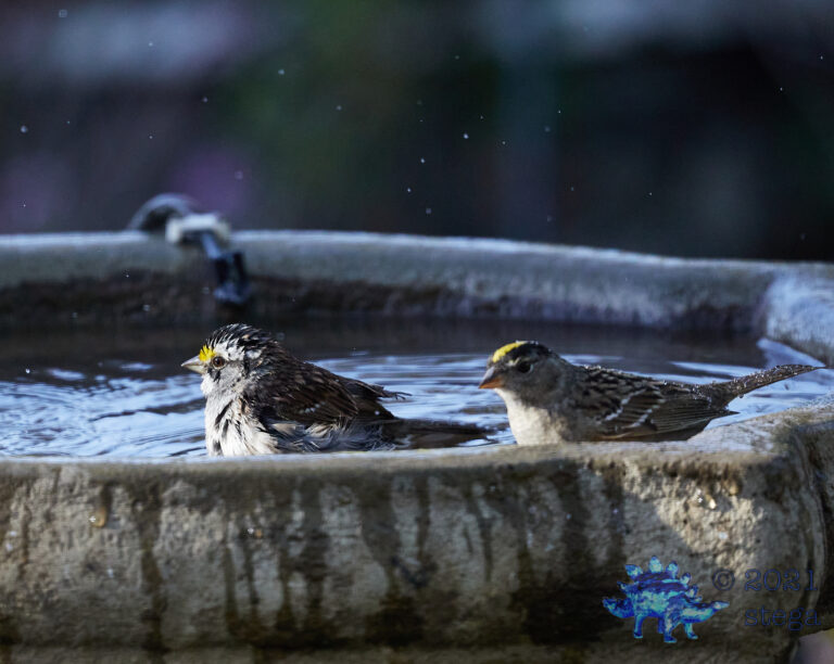 White-Throated Sparrow and friend