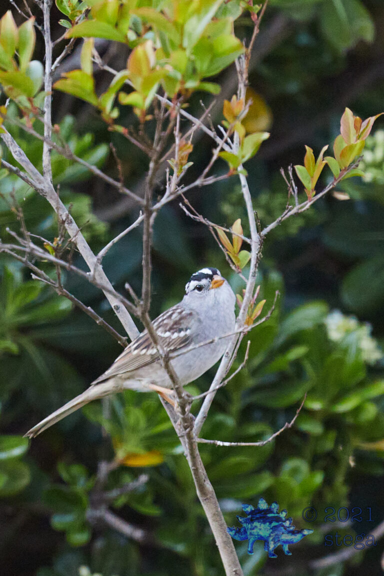 White-Crowned Sparrow