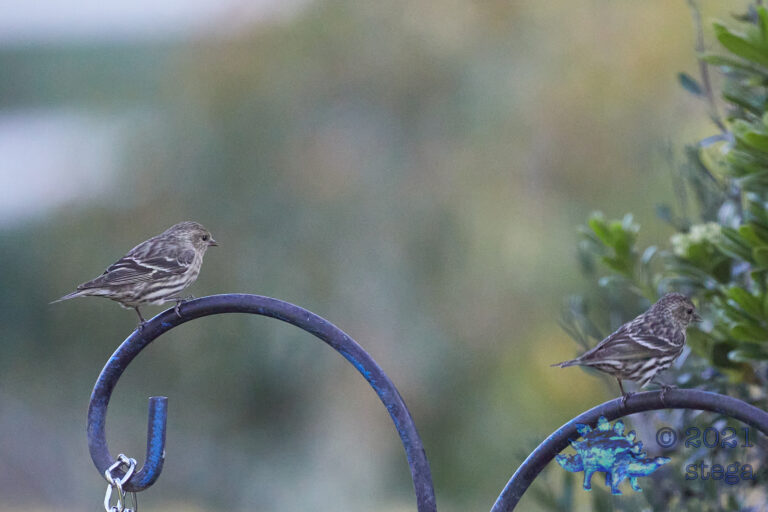 Pine Siskins