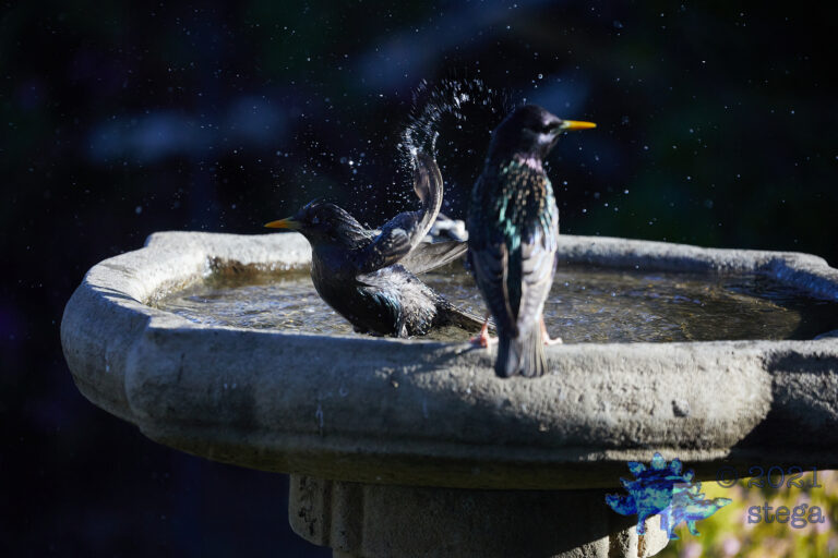 European Starlings