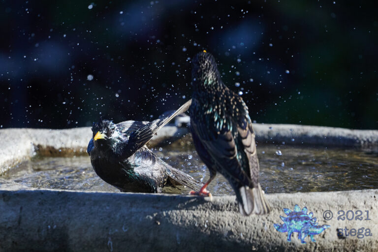 European Starlings