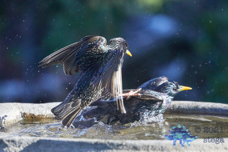 European Starlings