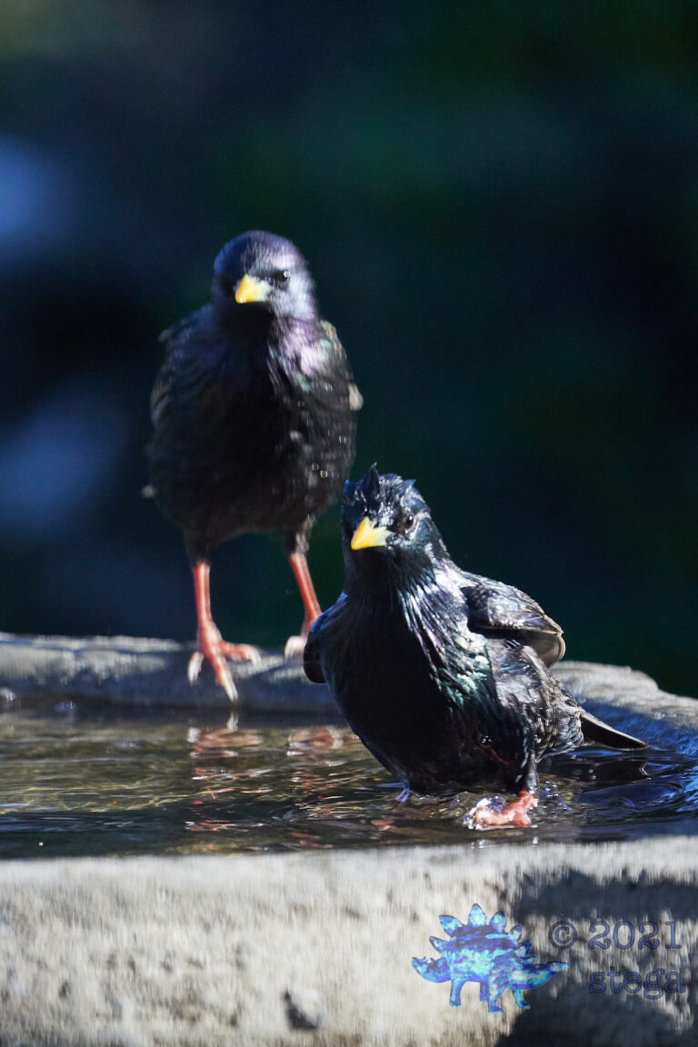 European Starlings