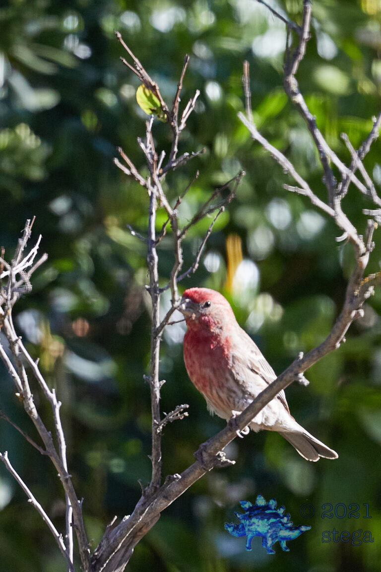 House Finch