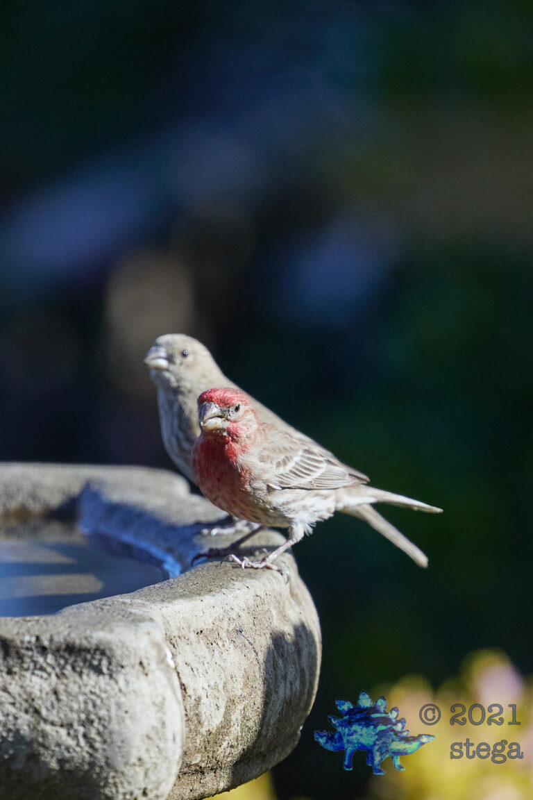 House Finches