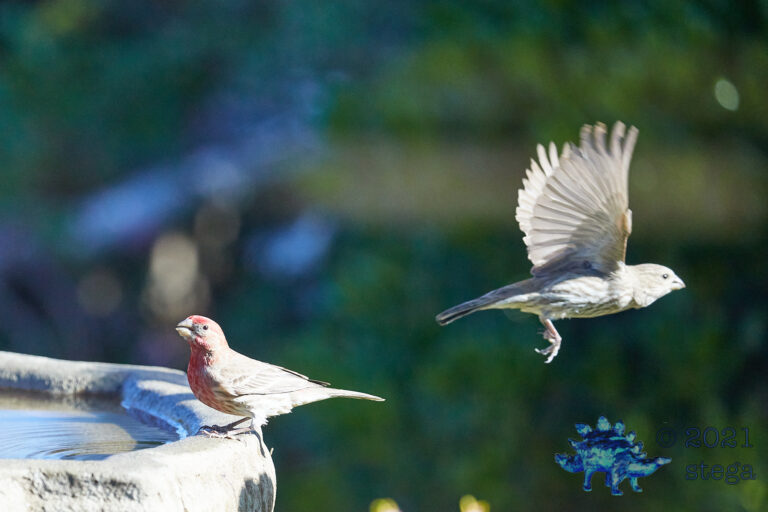 House Finches