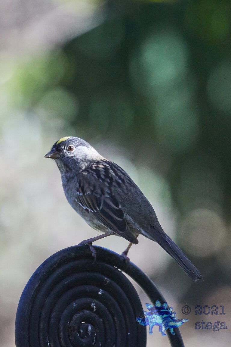 Gold-Crowned Sparrow