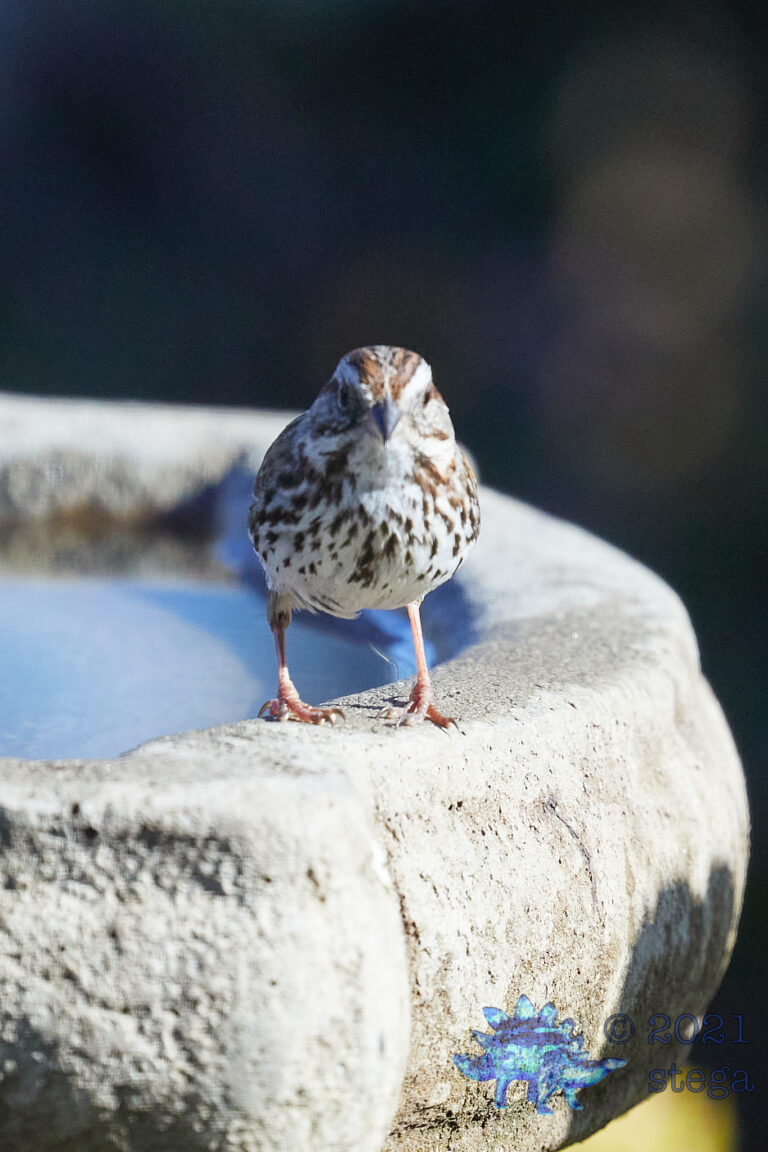 Lincoln’s Sparrow