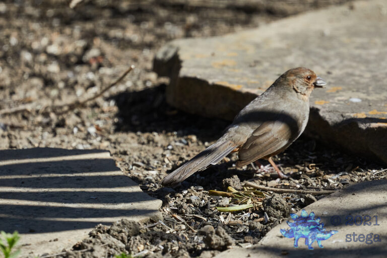 California Towhee