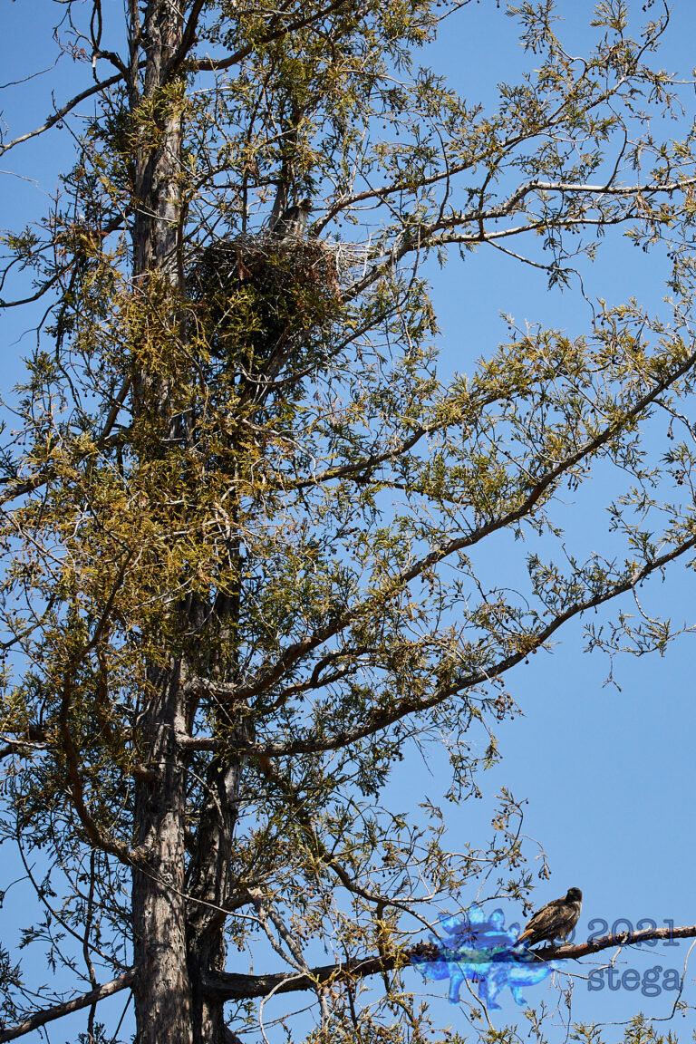 Red-Tailed Hawks