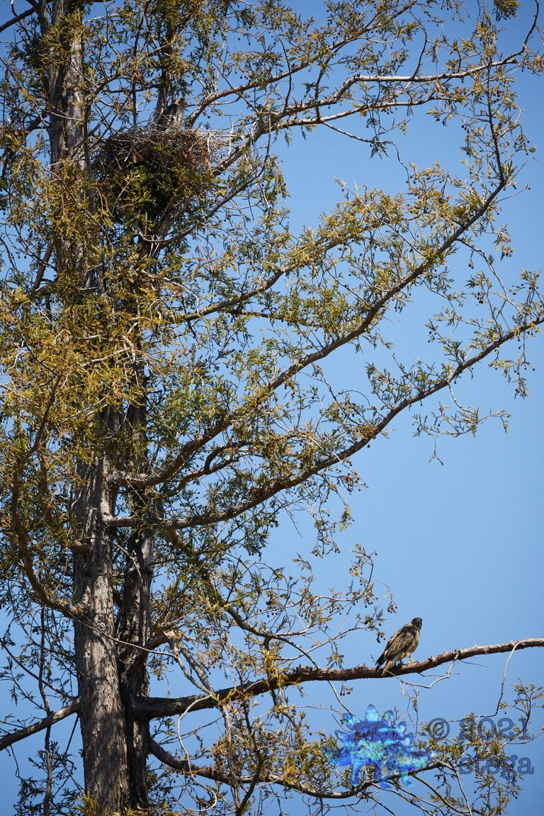 Red-Tailed Hawk