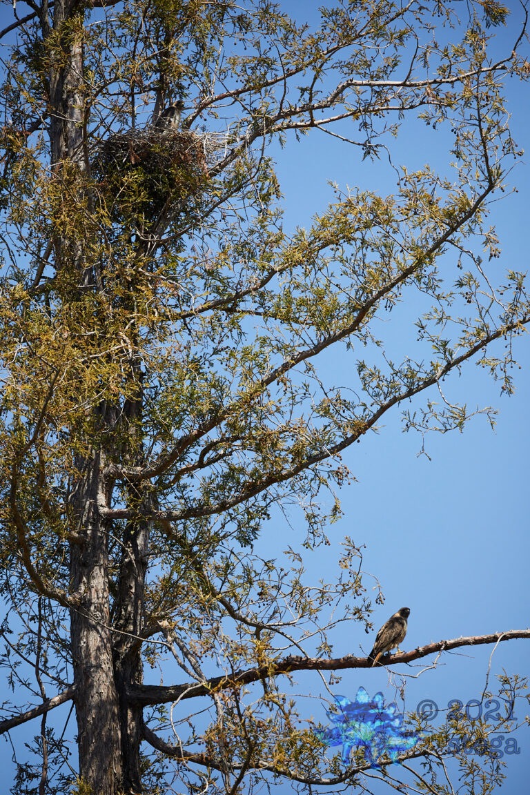 Red-Tailed Hawk