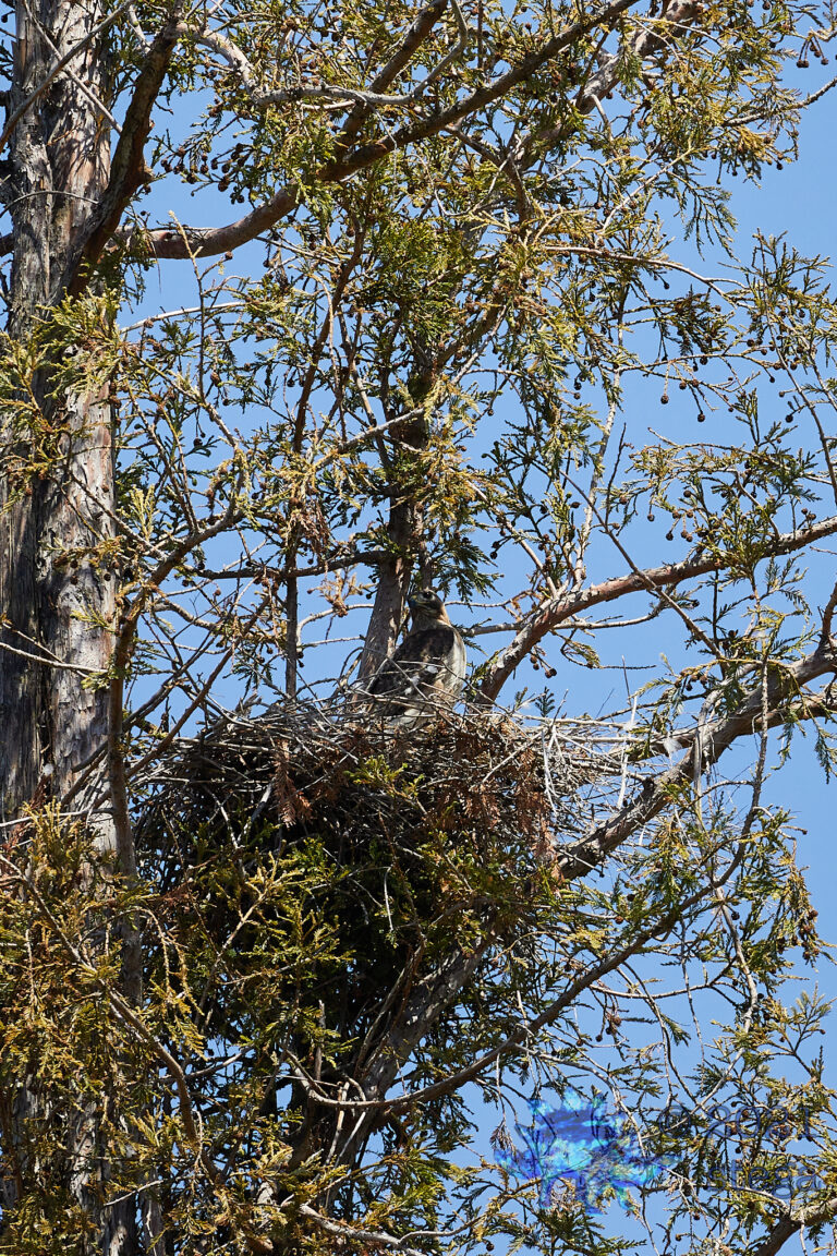 Red-Tailed Hawk