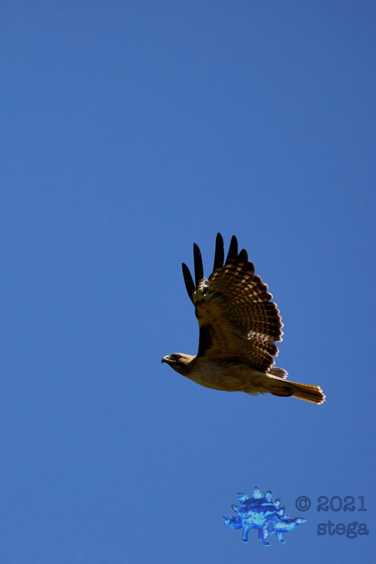 Red-Tailed Hawk