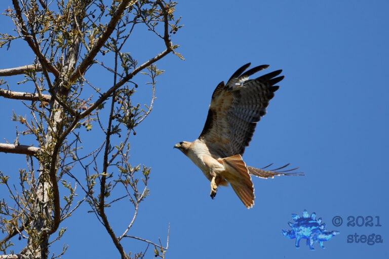 Red-Tailed Hawk