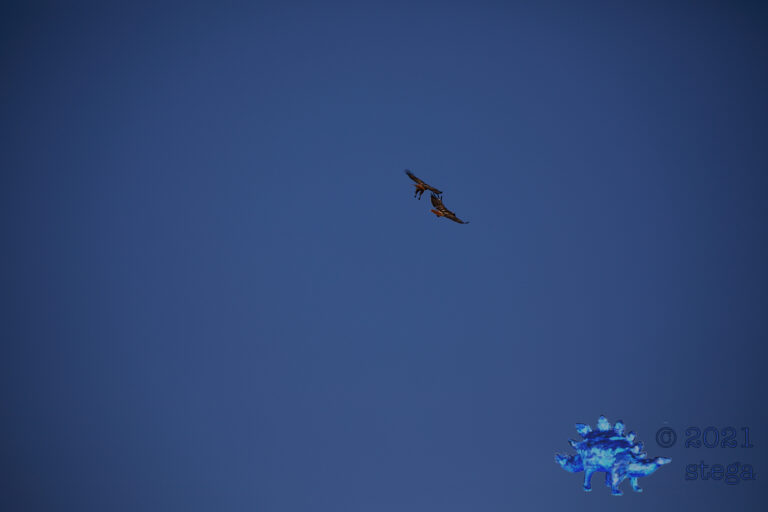 Red-Tailed Hawks