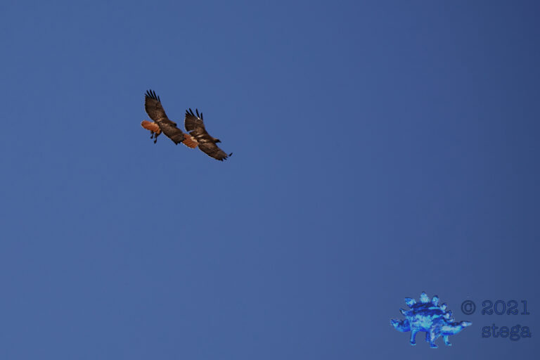 Red-Tailed Hawks