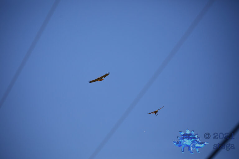 Red-Tailed Hawks