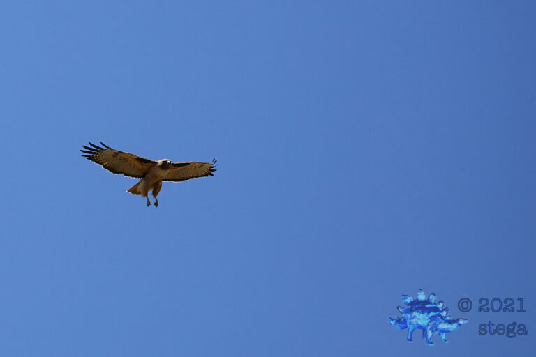 Red-Tailed Hawk