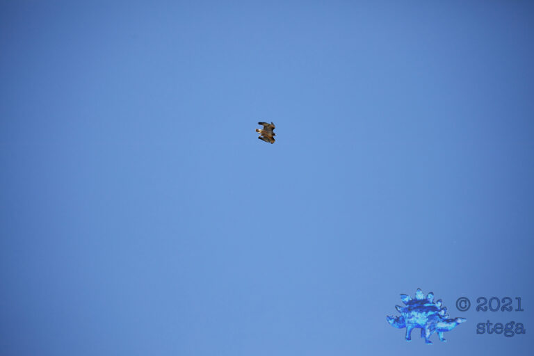 Red-Tailed Hawk