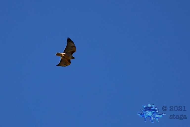 Red-Tailed Hawk