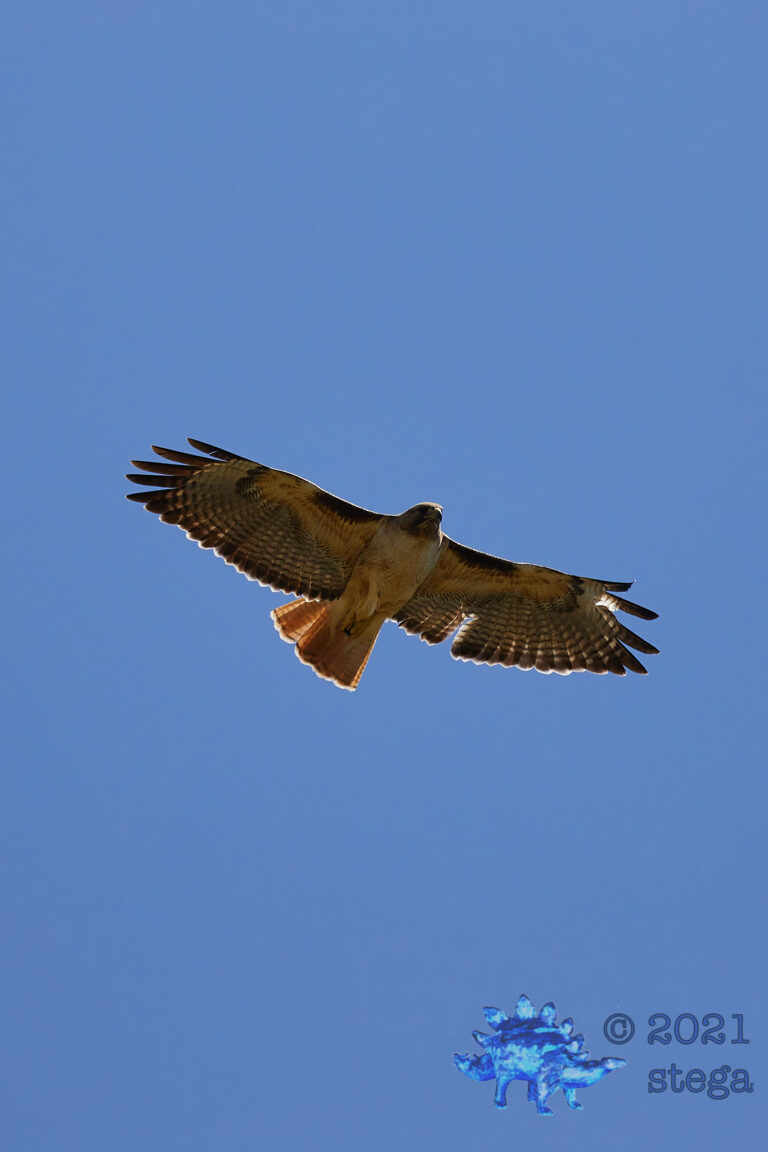 Red-tailed Hawk