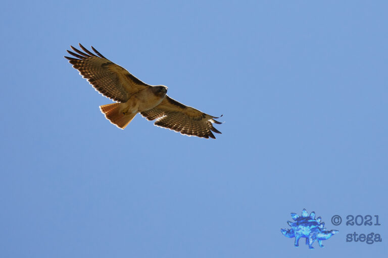 Red-Tailed Hawk