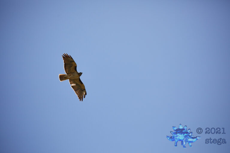 Red-Tailed Hawk