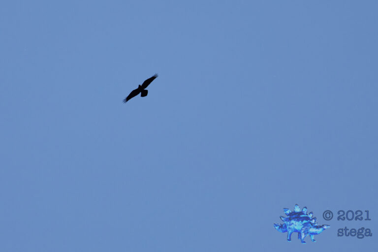 Raven