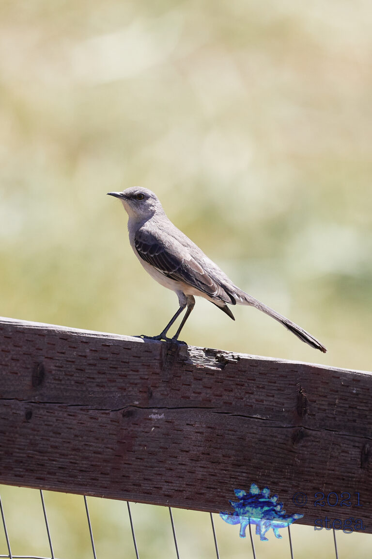 Northern Mockingbird