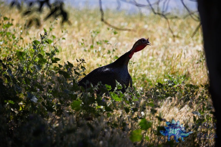 Wild Turkey