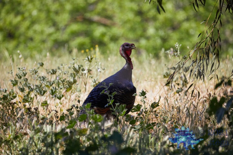 Wild Turkey