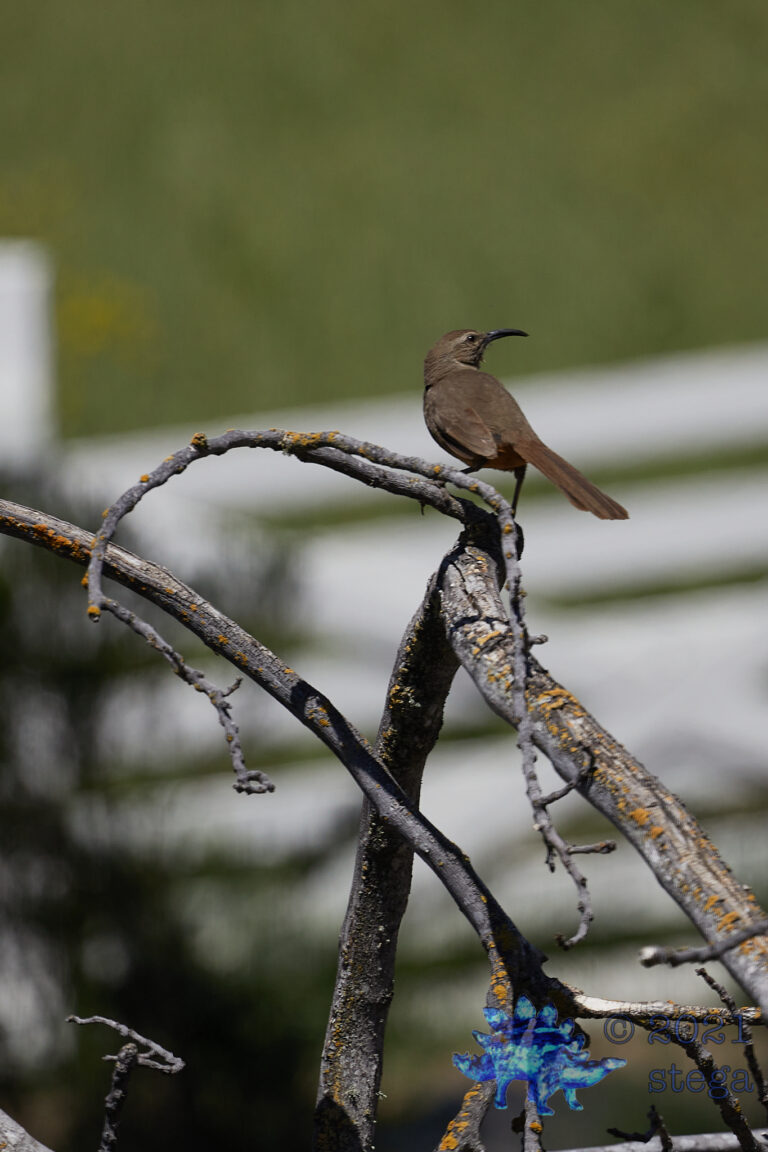 California Thrasher