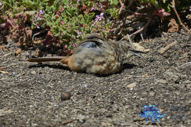 California Thrasher