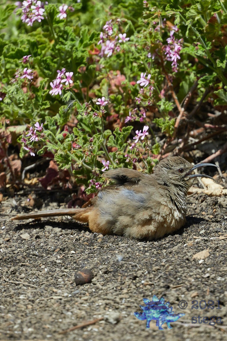 California Thrasher