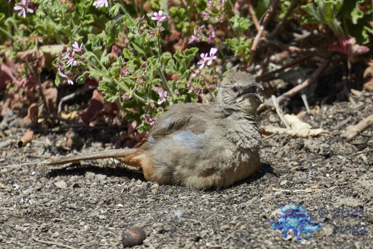 California Thrasher