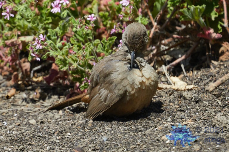 California Thrasher