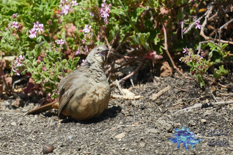 California Thrasher