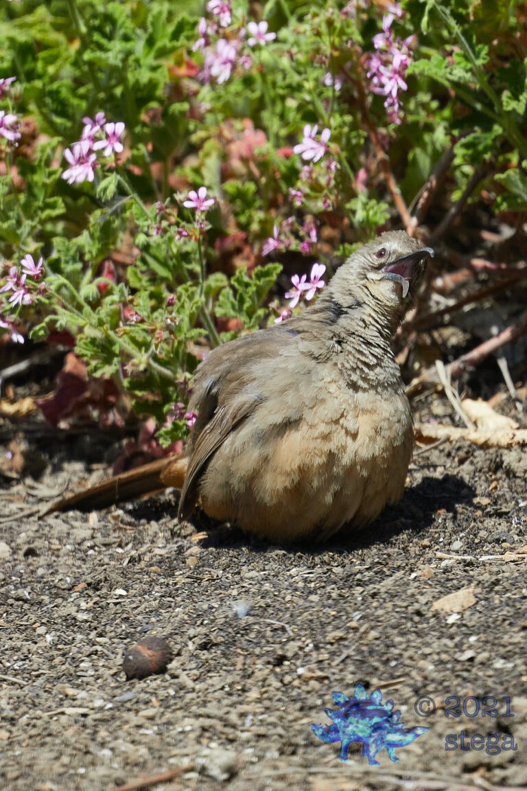 California Thrasher