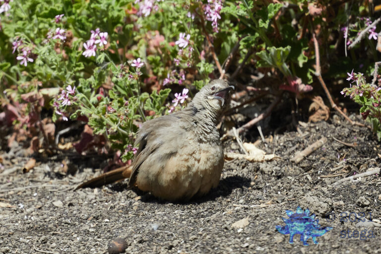 California Thrasher