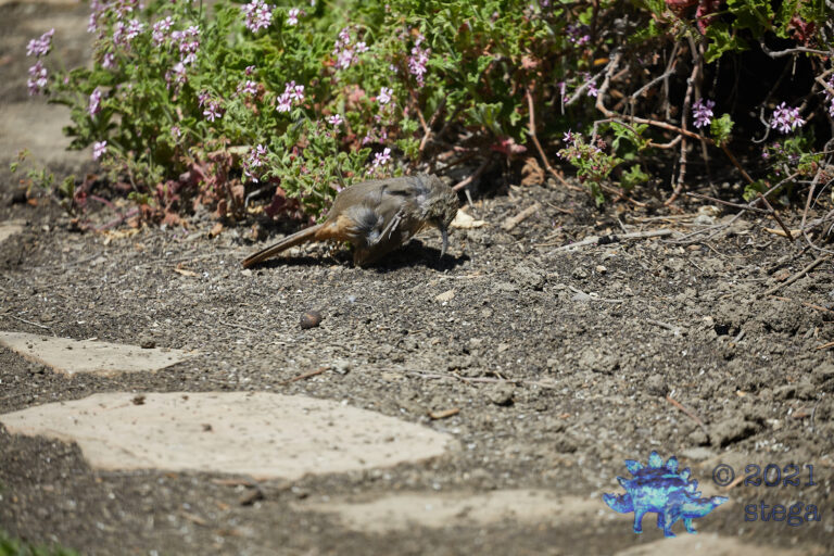 California Thrasher