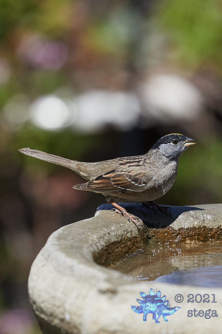 Gold-Crowned Sparrow